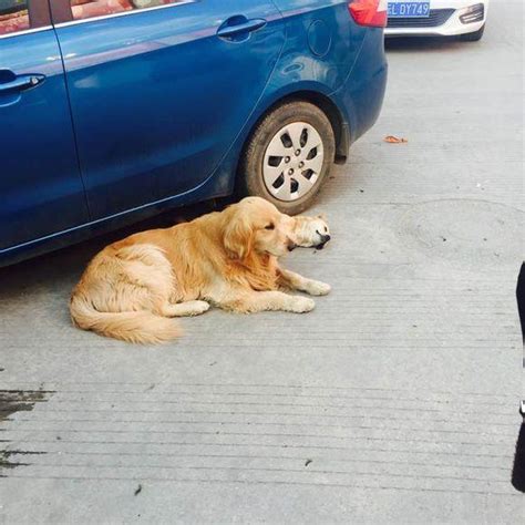 路邊狗狗死掉